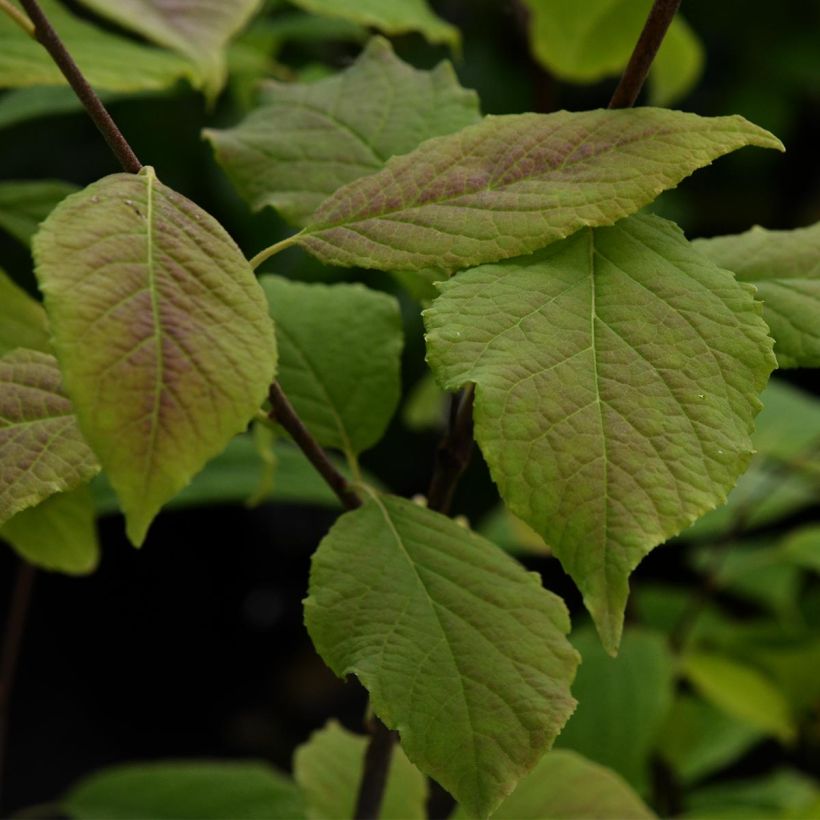 Halesia carolina - Arbre aux cloches d'argent (Foliage)
