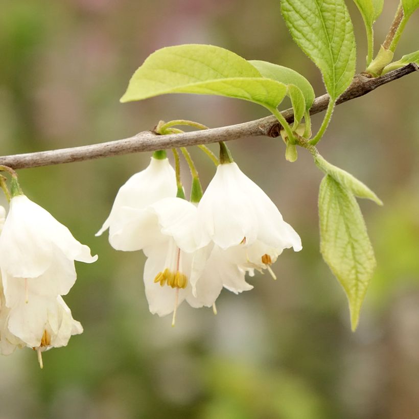 Halesia carolina - Arbre aux cloches d'argent (Flowering)