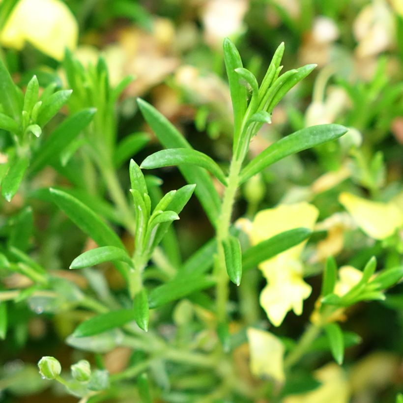 Halimium  April Sun - Faux-ciste jaune. (Foliage)