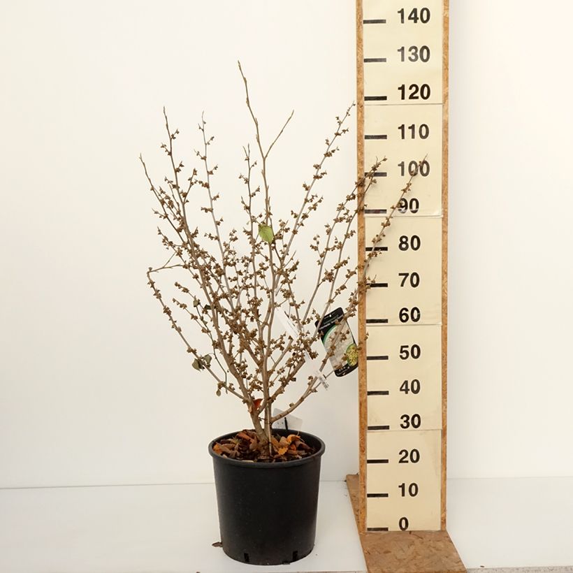 Spécimen de Hamamelis intermedia Arnold Promise - Noisetier de Sorcière Pot de 18L/20L tel que livré en automne