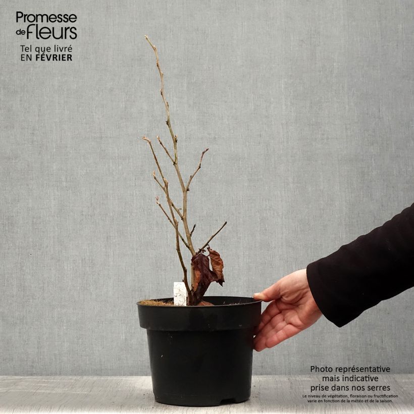 Example of Hamamelis vernalis Amethyst - Noisetier de sorcière Pot de 7,5L/10L as you get in hiver