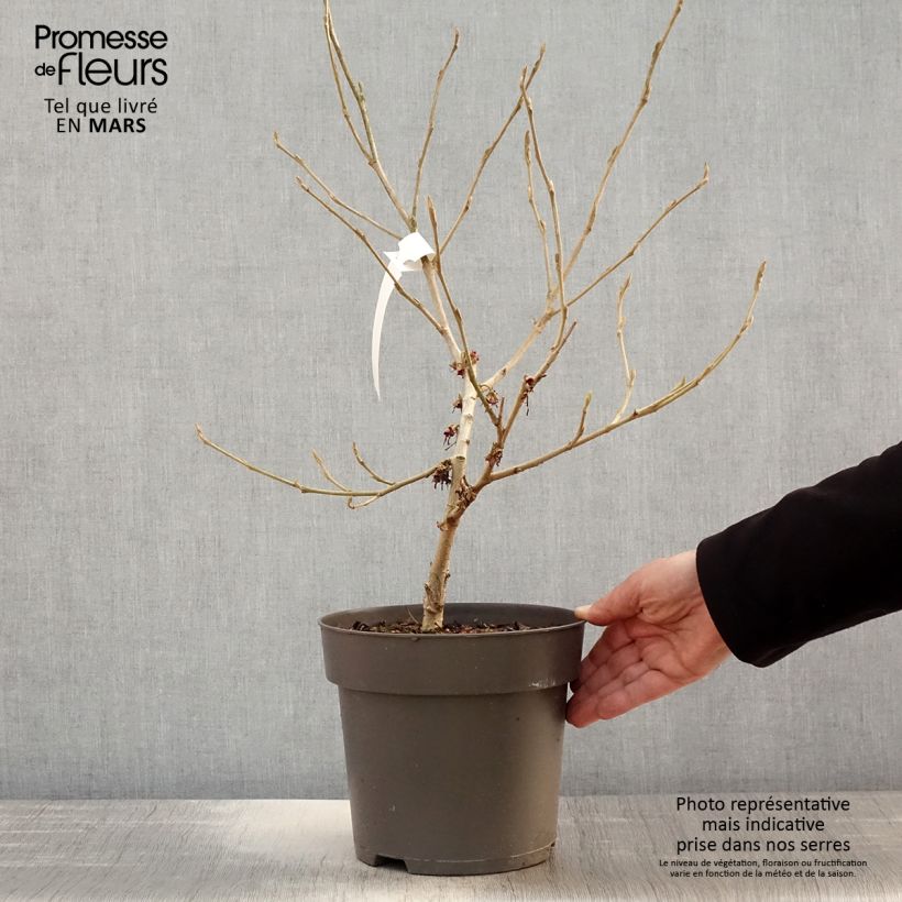 Example of Hamamelis vernalis Washington Park Pot de 4L/5L as you get in printemps