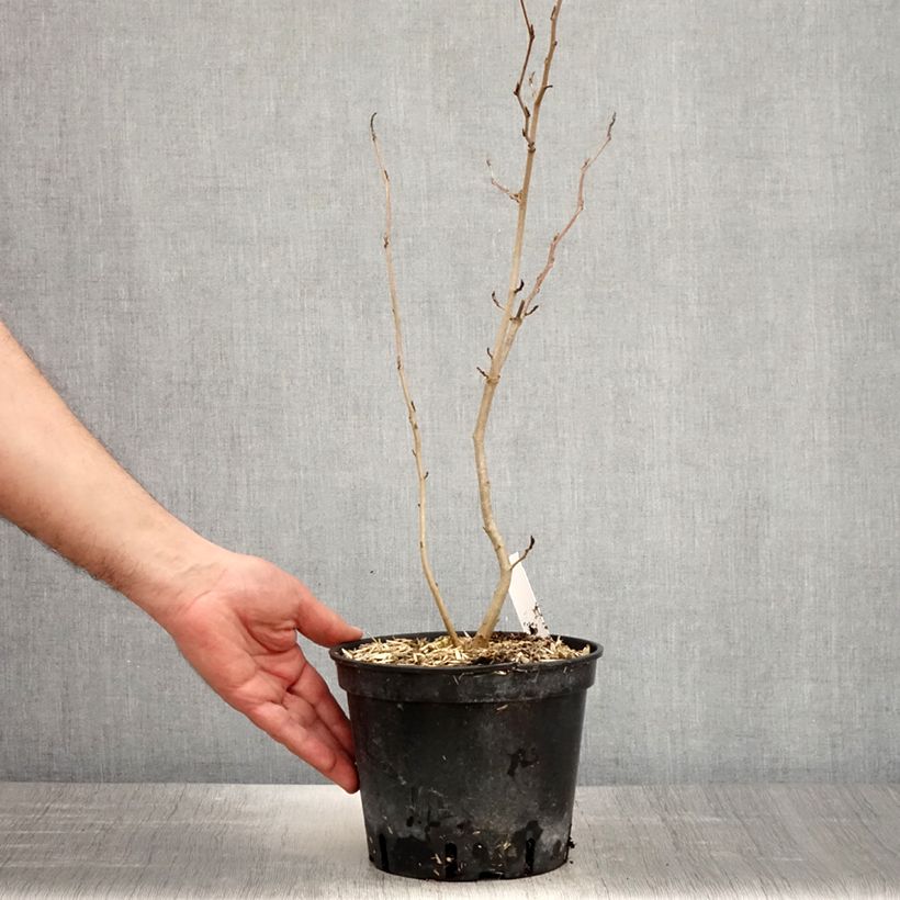 Example of Hamamelis virginiana - Noisetier de sorcière de Virginie  Pot de 3L/4L as you get in printemps