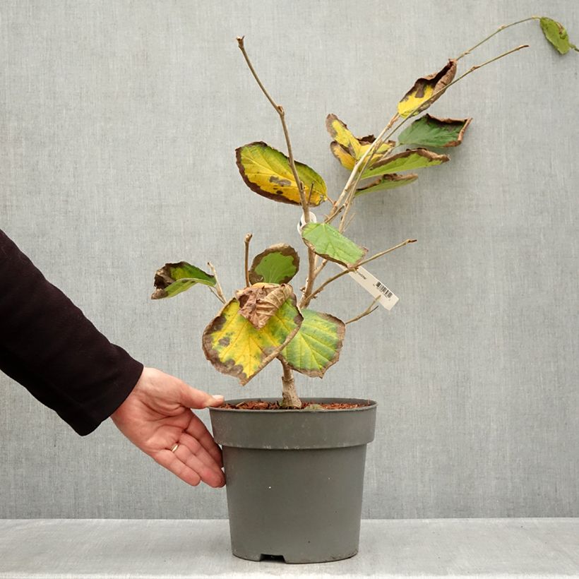 Spécimen de Hamamelis (x) intermedia Aphrodite - Noisetier de sorcière Pot de 3L/4L tel que livré en automne