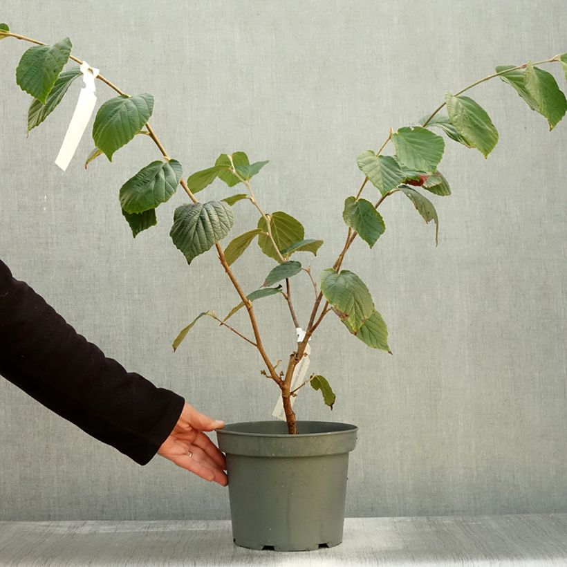 Spécimen de Hamamelis x intermedia Barmstedt Gold - Noisetier de sorcière Pot de 4L/5L tel que livré en automne
