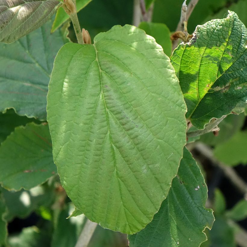 Hamamelis (x) intermedia Feuerzauber - Noisetier de sorcière (Foliage)