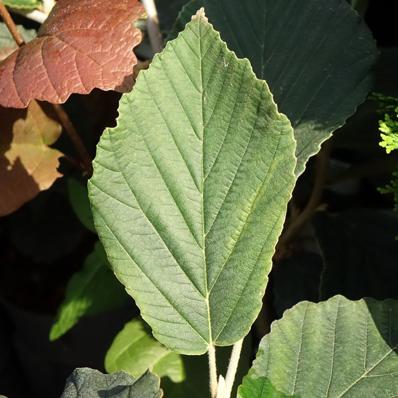 Hamamelis x intermedia Orange Beauty - Noisetier de sorcière (Foliage)