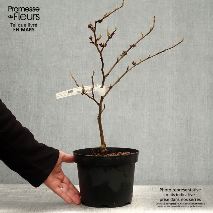 Example of Hamamelis x intermedia Orange Beauty - Noisetier de sorcière Pot de 3L/4L as you get in printemps