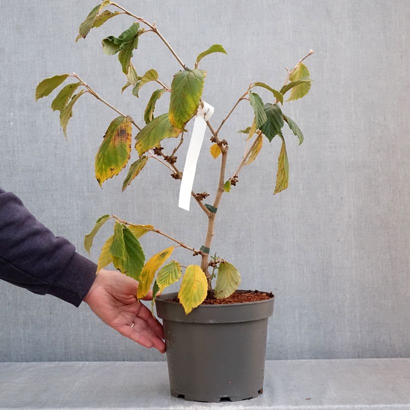 Spécimen de Hamamelis x intermedia Orange Peel - Noisetier de sorcière Pot de 3L/4L tel que livré en automne