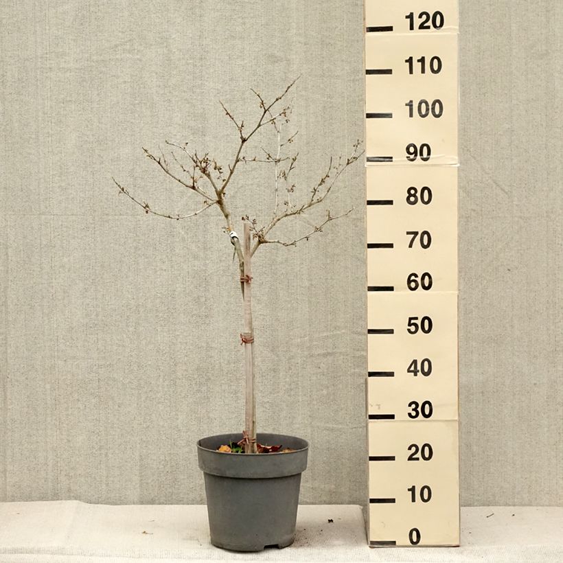 Spécimen de Hamamelis (x) intermedia Rubin - Noisetier de sorcière  Pot de 7,5L/10L, Tige, Tige de 60 cm tel que livré en automne
