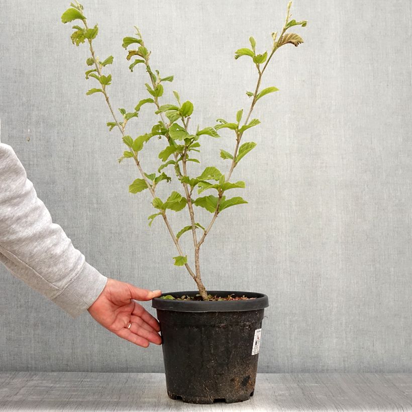 Example of Hamamelis (x) intermedia Yamina - Noisetier de sorcière Pot de 4L/5L as you get in printemps