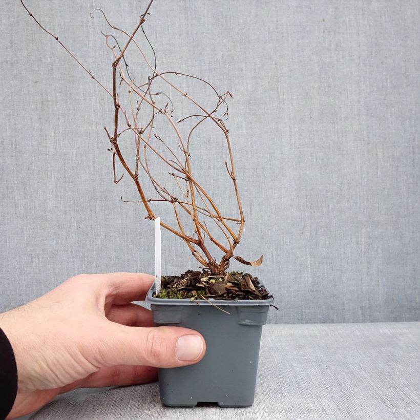 Example of Hardenbergia violacea Meema - Glycine australienne naine Godet de 8/9 cm as you get in hiver