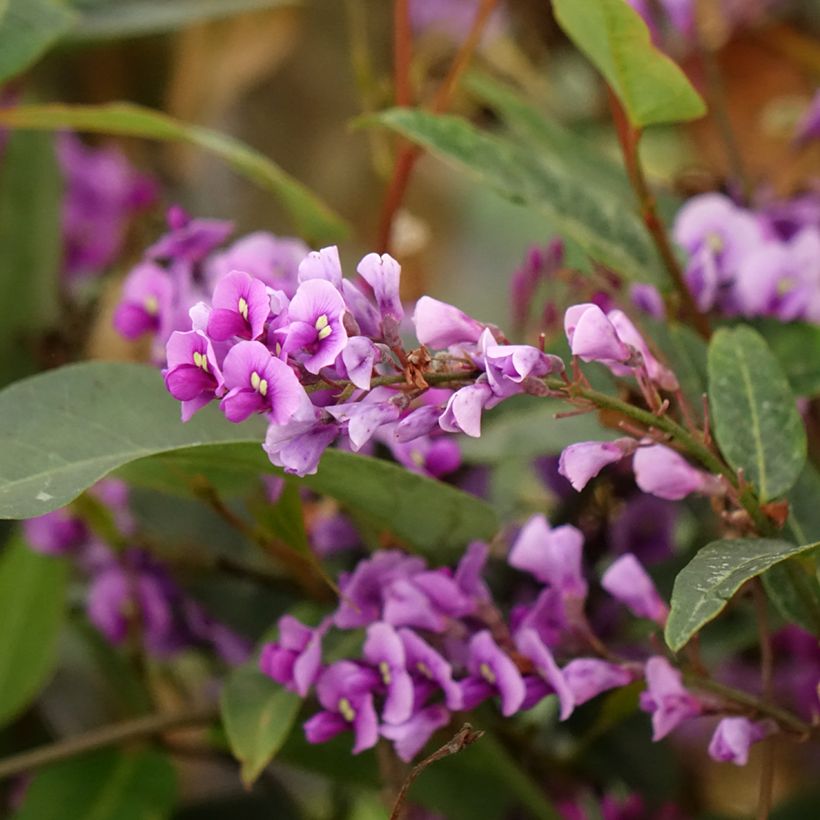Hardenbergia violacea (Flowering)