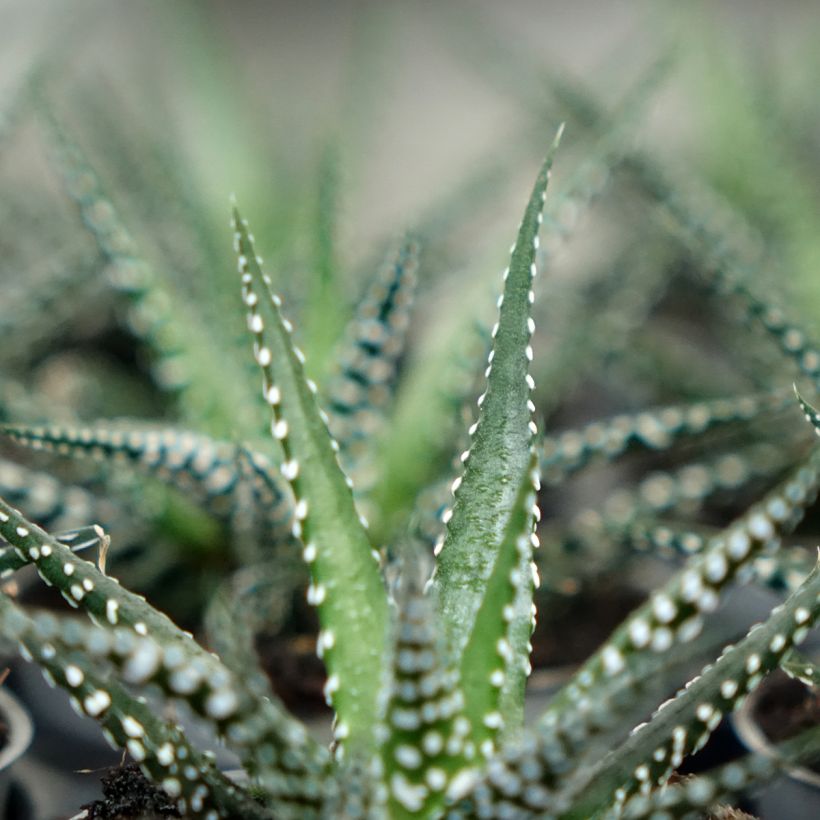 Haworthia Big Band - Plante zèbre (Feuillage)