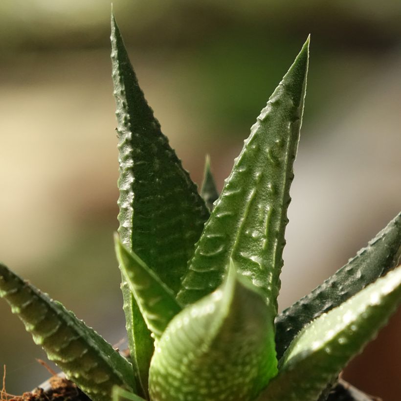 Haworthia Gasworthia  (Feuillage)