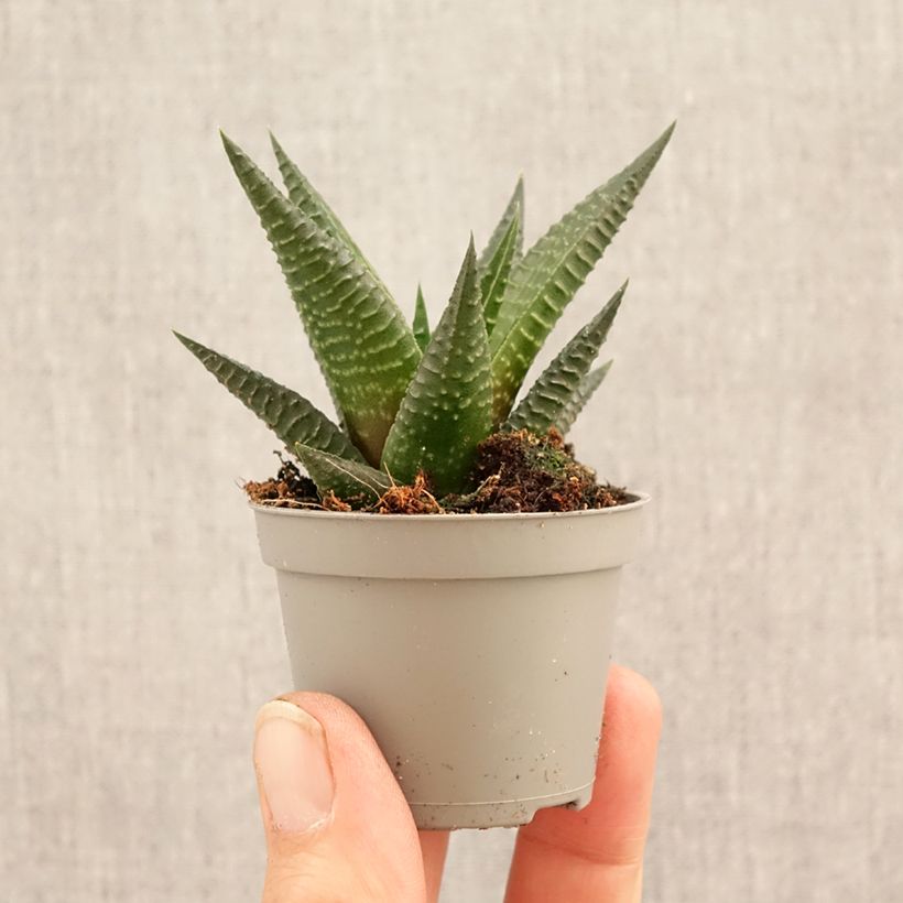 Spécimen de Haworthia Gasworthia  Mini-plante tel que livré au printemps