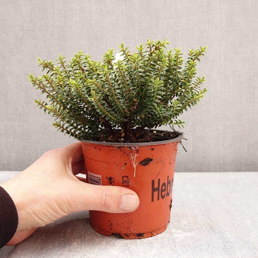 Example of Hébé buxifolia - Véronique arbustive Pot de 1,5L/2L as you get in hiver