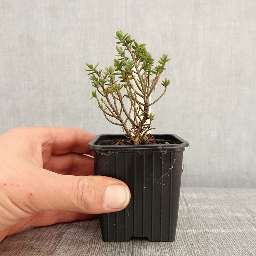 Example of Hebe carnosula - Véronique arbustive Godet de 8/9 cm as you get in printemps