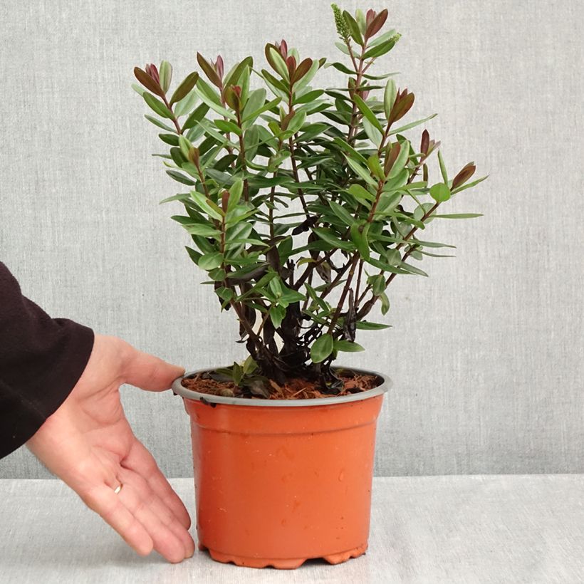 Spécimen de Hebe franciscana Blue Gem - Véronique arbustive Pot de 1L/1,5L tel que livré en automne