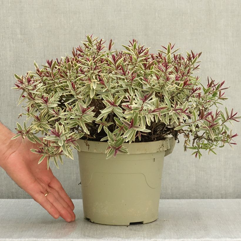 Spécimen de Hebe iBE Colour Dream - Véronique arbustive Pot de 3L/4L tel que livré en été