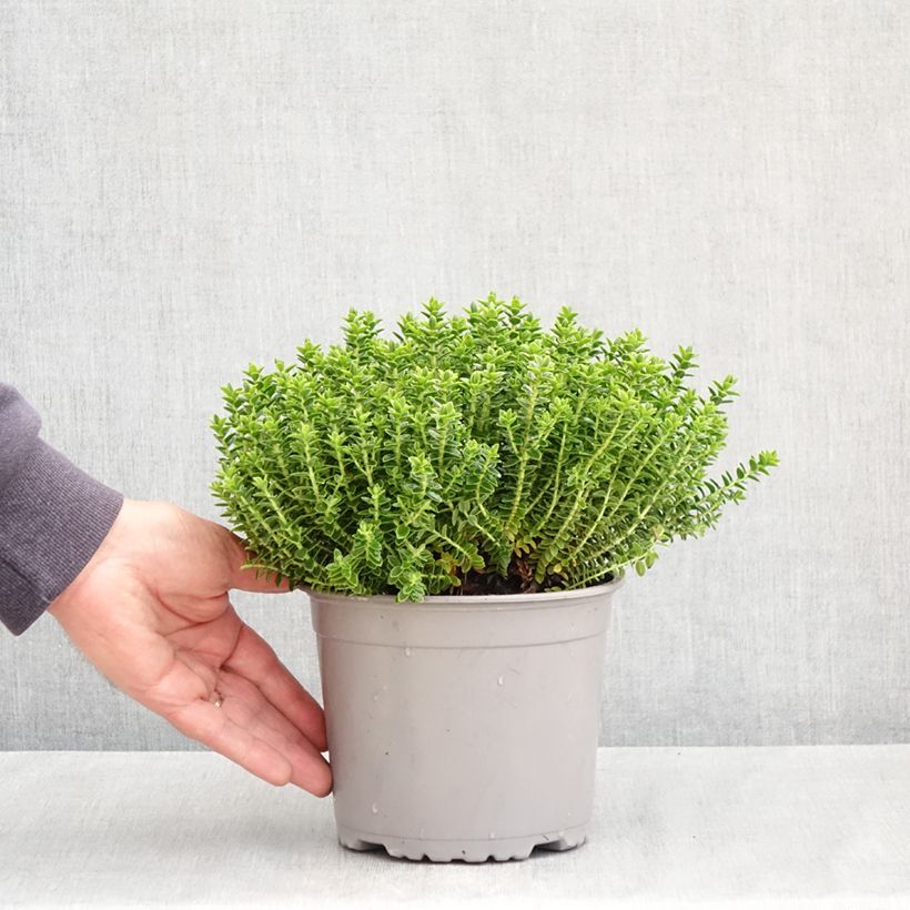 Spécimen de Hébé odora Nana - Véronique arbustive naine Pot de 1,5L/2L tel que livré au printemps