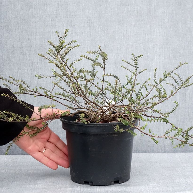 Example of Hebe pimeleoides Quicksilver - Véronique arbustive Pot de 3L/4L as you get in hiver