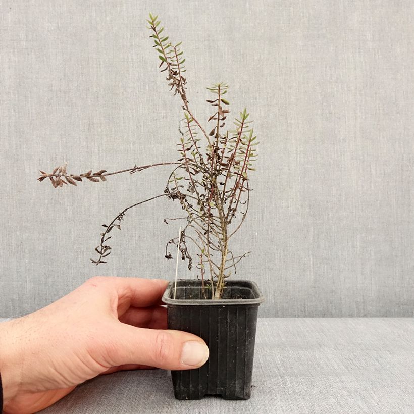 Example of Hebe Pink Paradise - Véronique arbustive Godet de 8/9 cm as you get in hiver