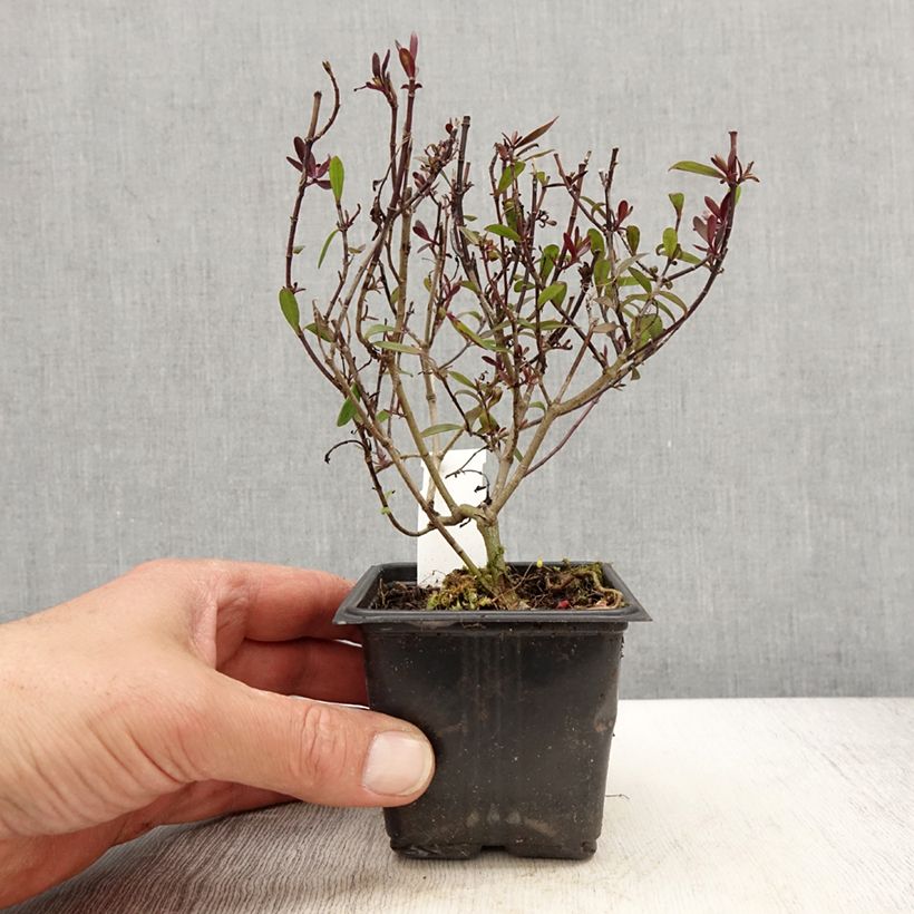 Spécimen de Hebe Turkish Delight - Véronique arbustive Godet de 8/9 cm tel que livré au printemps