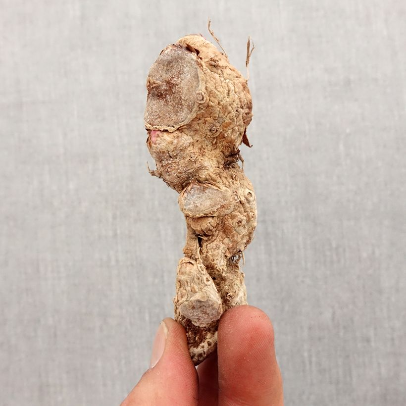 Spécimen de Hedychium coccineum Tara - Longose rouge Bulbe calibre I tel que livré au printemps