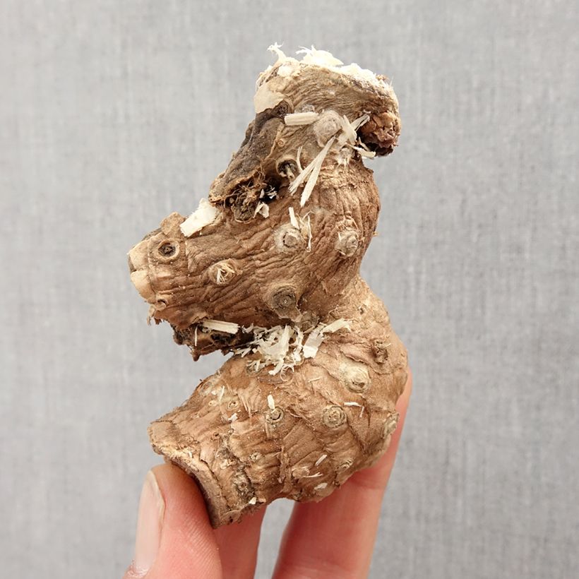 Example of Hedychium ellipticum - Longose Bulbe calibre I as you get in printemps