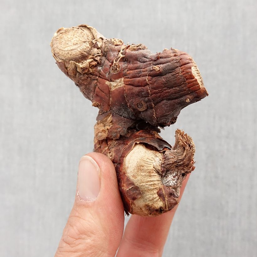 Example of Hedychium gardnerianum - Longose Bulbe calibre I as you get in printemps