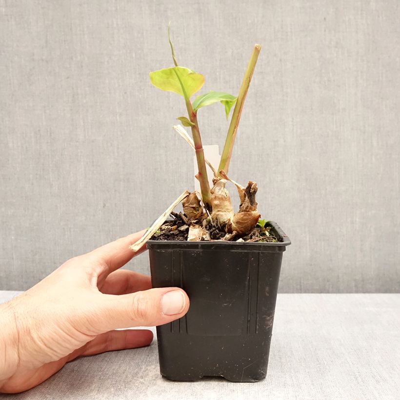 Spécimen de Hedychium greenii - Gingembre corail Pot de 1L/1,5L tel que livré au printemps