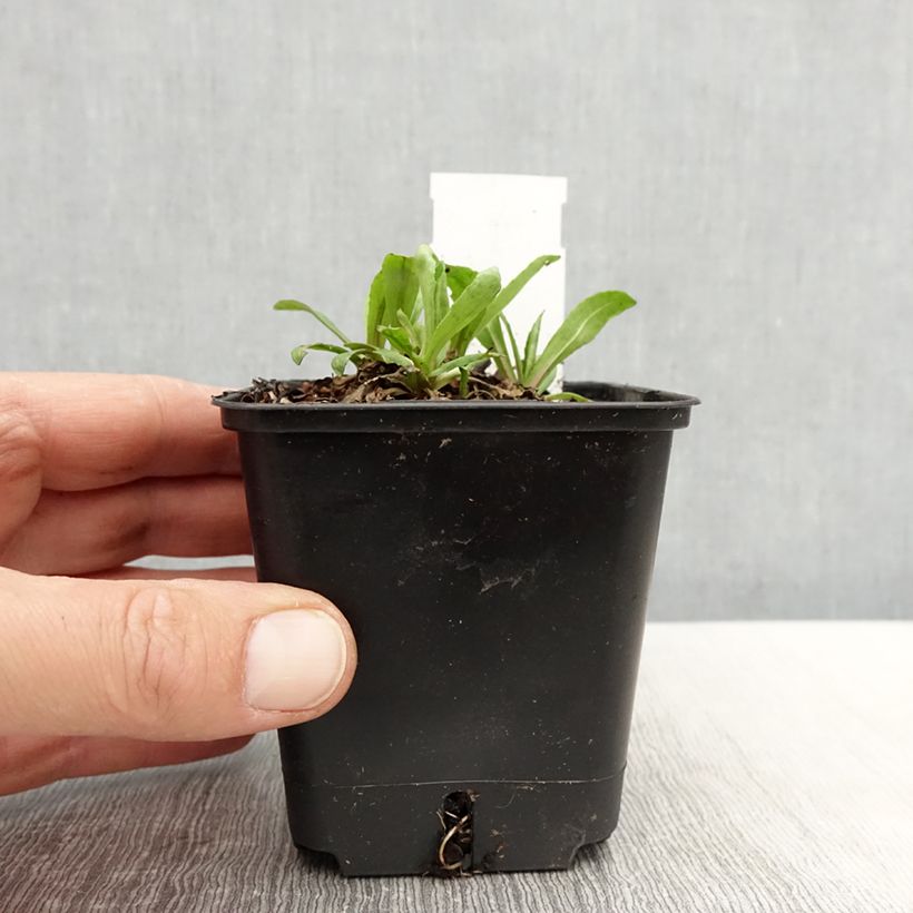 Example of Helenium autumnale Helena Red Shades - Hélénie d'automne Godet de 8/9 cm as you get in printemps