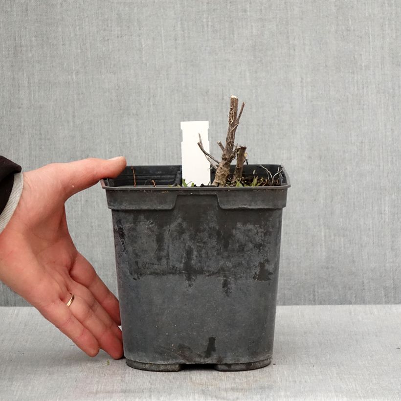 Example of Hélénium Double Trouble - Hélénie jaune Pot de 2L/3L as you get in printemps