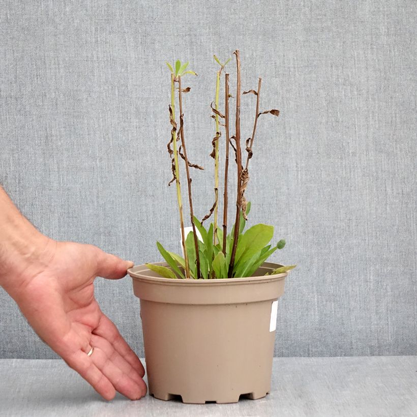 Spécimen de Hélénium hybride Moerheim Beauty, Hélènie Pot de 2L/3L tel que livré en été