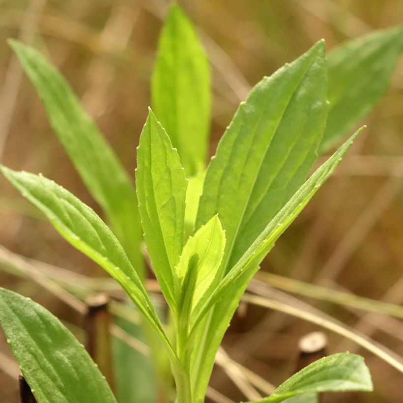 Helenium Kugelsonne - Hélénie (Foliage)