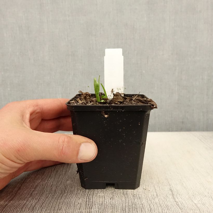 Example of Hélénium Kupferswerg - Hélénie cuivrée  Godet de 8/9 cm as you get in printemps