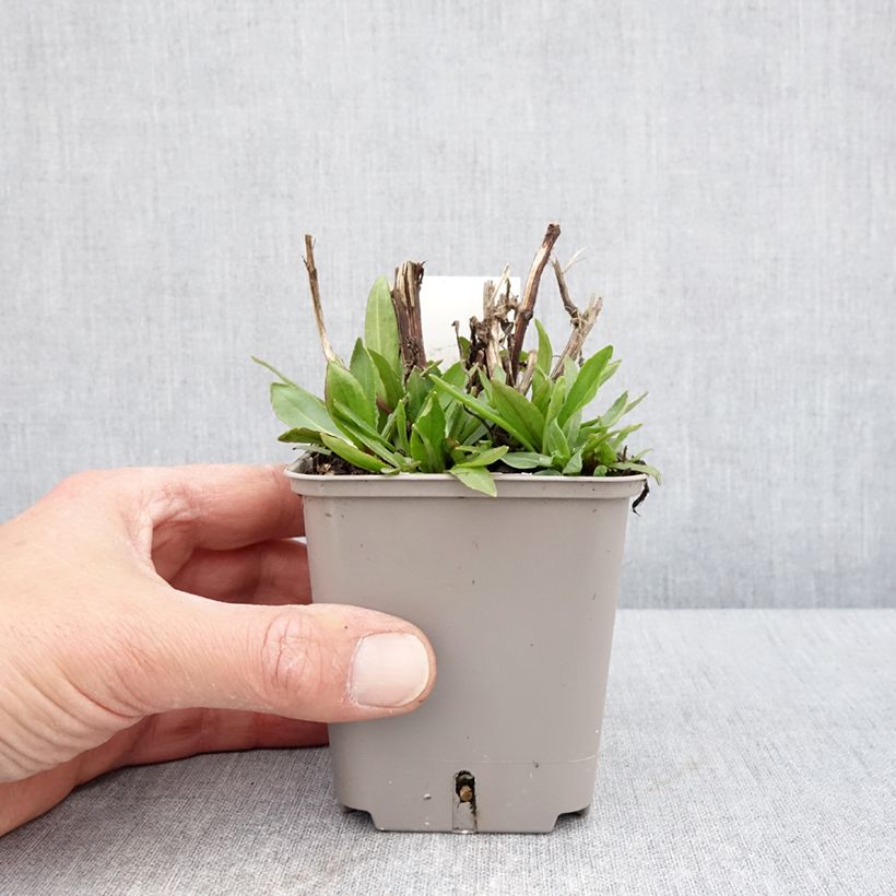 Example of Helenium Okra Sundae - Hélénie Godet de 8/9 cm as you get in printemps