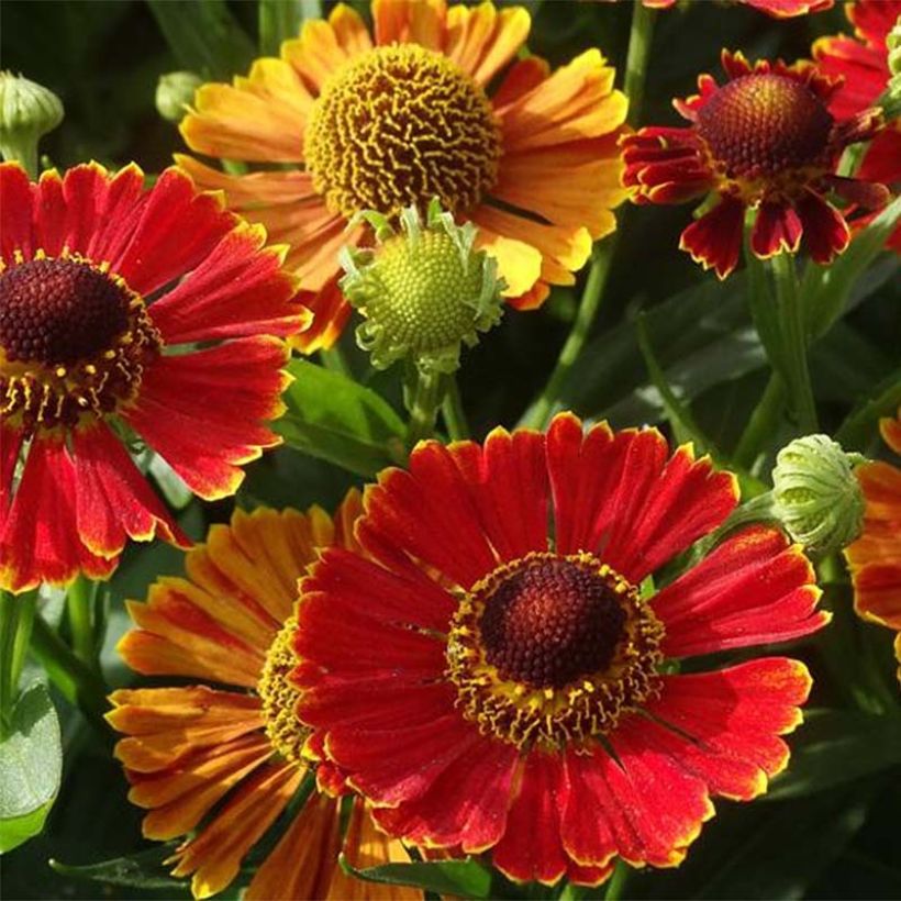 Helenium Poncho - Hélénie hybride (Flowering)