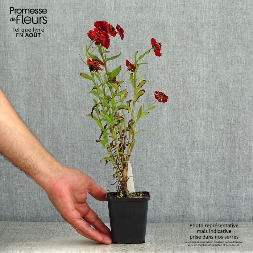 Spécimen de Helenium Red Jewel - Hélénie hybride Godet de 8/9 cm tel que livré en été