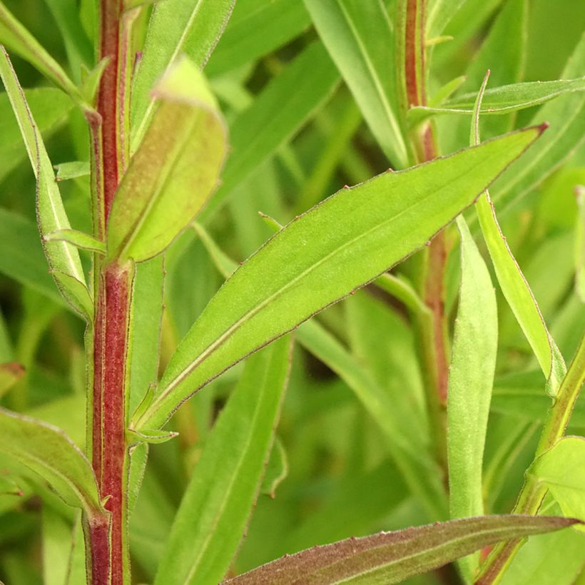 Helenium Red Jewel - Hélénie hybride (Foliage)