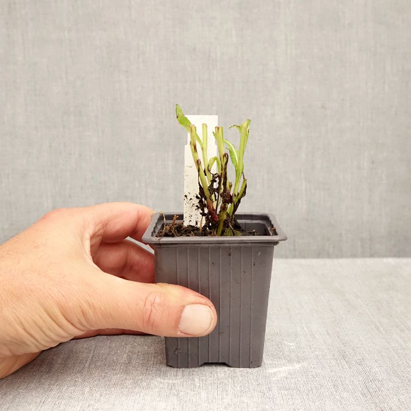 Spécimen de Helenium Ruby Tuesday - Hélénie rouge rubis Godet de 8/9 cm tel que livré en automne