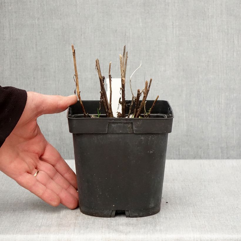 Example of Helenium Ruby Tuesday - Hélénie rouge rubis Pot de 2L/3L as you get in printemps