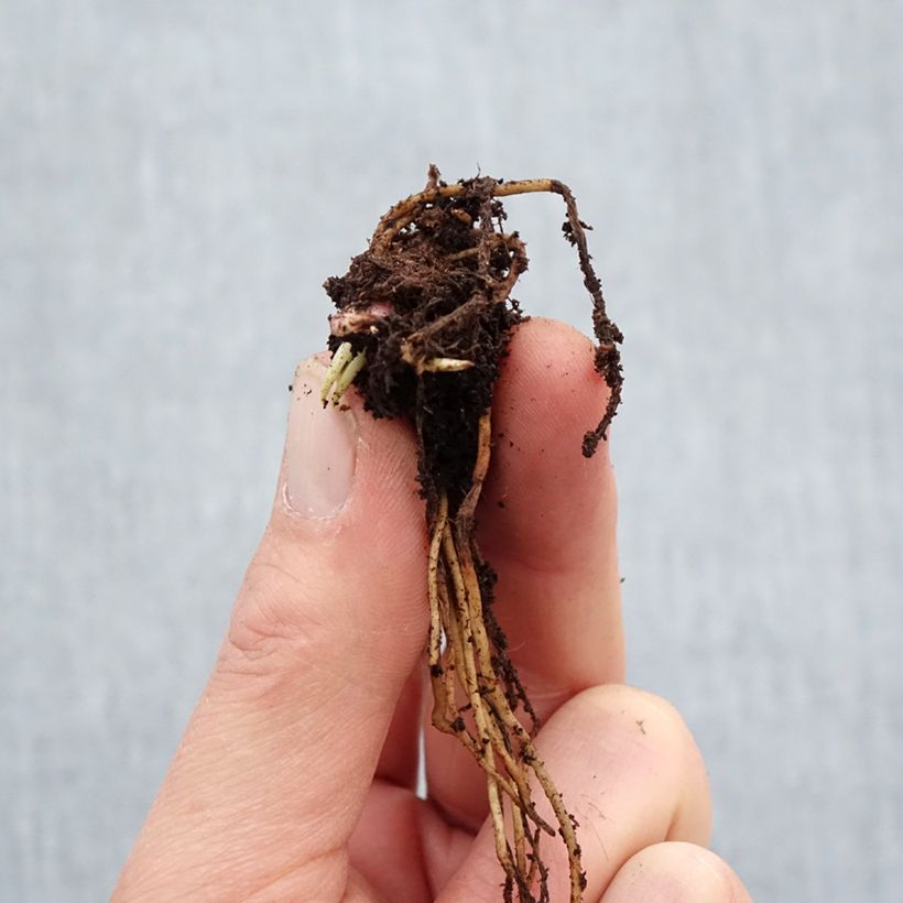 Example of Helenium Ruby Tuesday - Hélénie rouge rubis Racines nues, Qualité Extra équivalant à un pot de 2L as you get in hiver