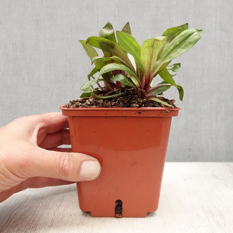 Example of Hélénium Sahin's Early Flowerer - Hélénie multicolore Pot de 1,5L/2L as you get in printemps