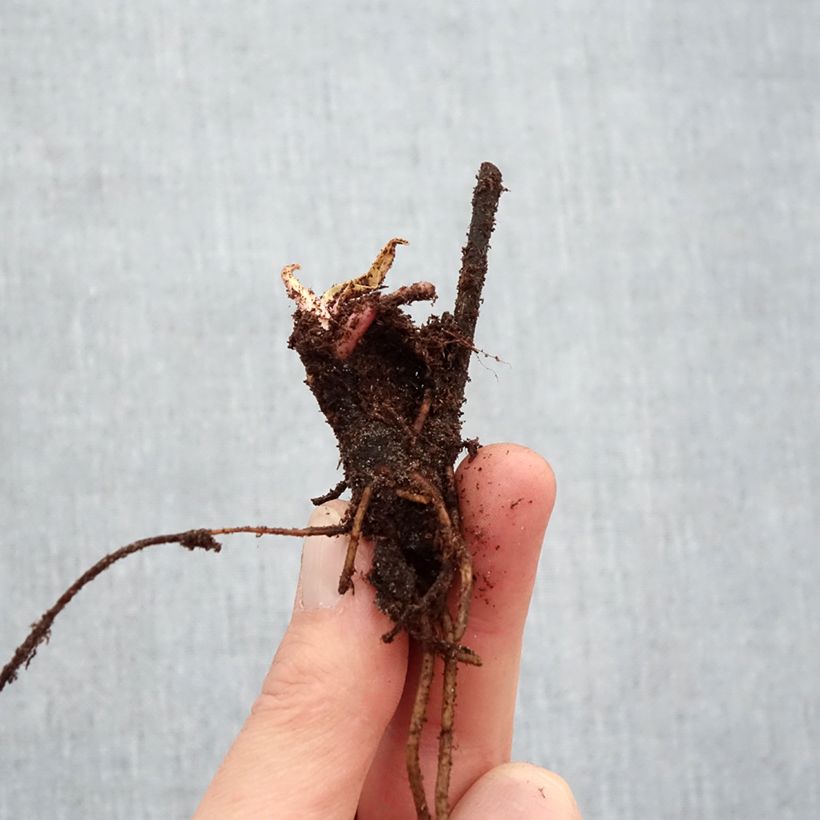 Example of Hélénium Sahin's Early Flowerer - Hélénie multicolore Racines nues, Qualité Extra équivalant à un pot de 2L as you get in hiver