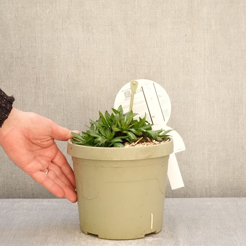 Example of Helenium Short'n 'Sassy - Hélénie jaune orangé. Pot de 3L/4L as you get in hiver