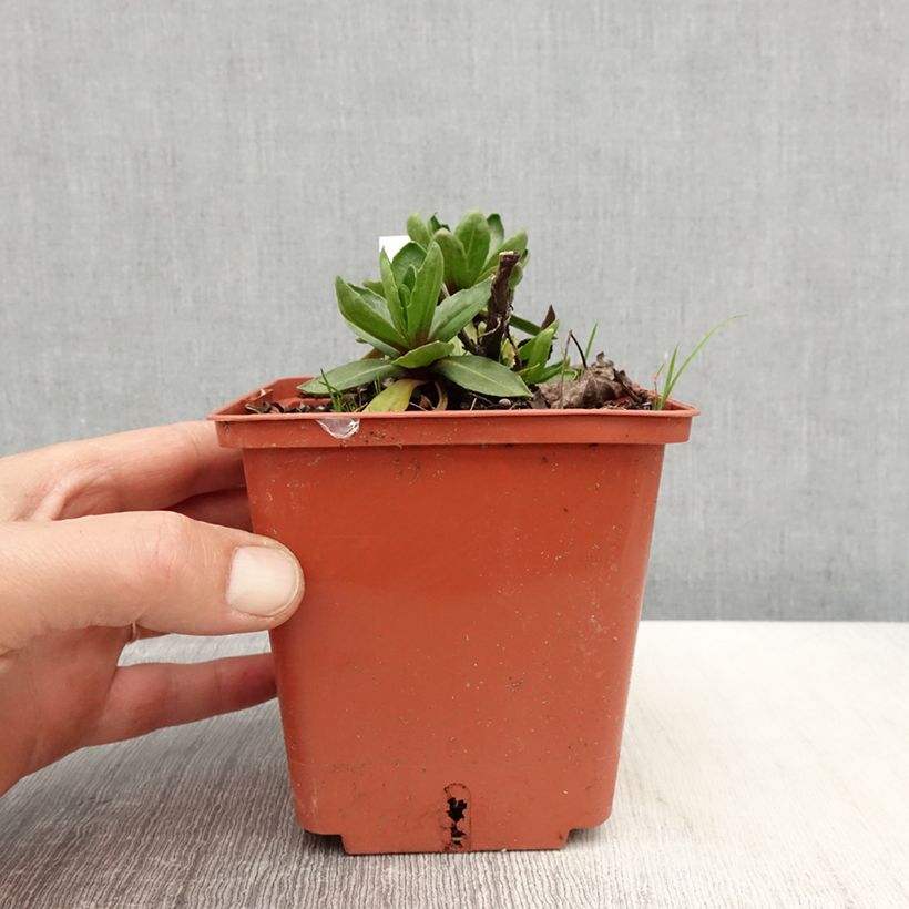 Example of Helenium Short'n 'Sassy - Hélénie jaune orangé. Pot de 1L/1,5L as you get in printemps