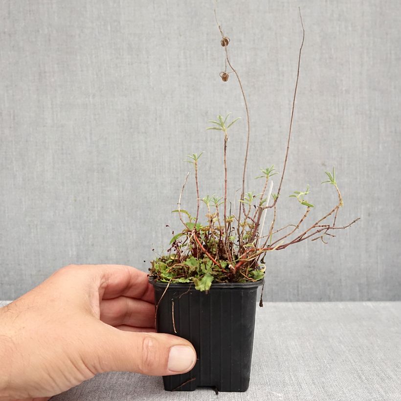 Spécimen de Helianthemum apeninnum - Hélianthème des Apennins  Godet de 8/9 cm tel que livré en automne