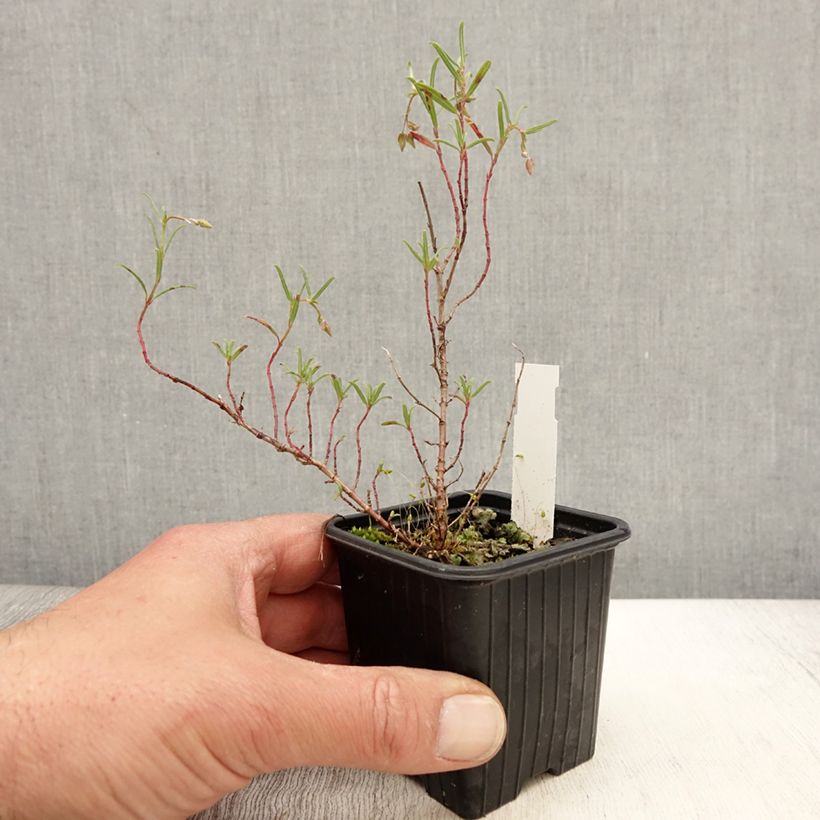 Example of Helianthemum apeninnum - Hélianthème des Apennins  Godet de 8/9 cm as you get in printemps